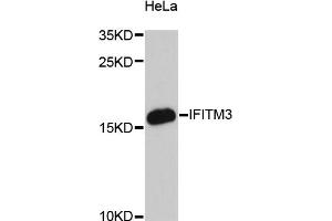 Western blot analysis of extracts of HeLa cells, using IFITM3 antibody. (IFITM3 Antikörper)
