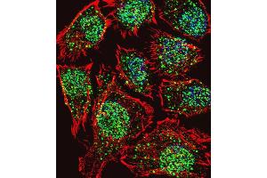 Immunofluorescence (IF) image for anti-threonine Synthase-Like 2 (THNSL2) antibody (ABIN3002296) (THNSL2 Antikörper)