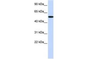 Image no. 1 for anti-Receptor-Interacting Serine-threonine Kinase 2 (RIPK2) (C-Term) antibody (ABIN6744346) (RIPK2 Antikörper  (C-Term))