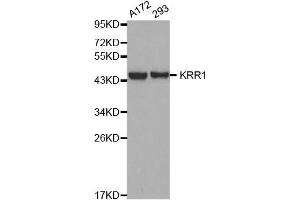 KRR1 Antikörper  (AA 1-381)