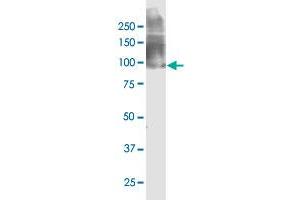 Western Blotting (WB) image for anti-Argonaute 2 (AGO2) (AA 1-377) antibody (ABIN565346)