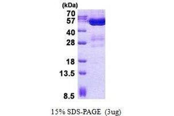 STAMBPL1 Protein