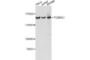 Western blot analysis of extracts of various cell lines, using TCERG1 antibody (ABIN6291557) at 1:1000 dilution. (TCERG1 Antikörper)