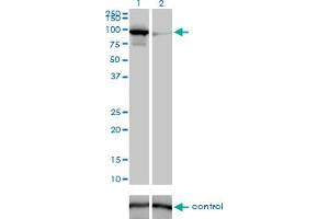 Western Blotting (WB) image for anti-Mitofusin 1 (MFN1) (AA 1-741) antibody (ABIN527615)