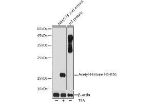 Western blot analysis of extracts of NIH/3T3 cells, using Acetyl-Histone H3-K56 antibody (ABIN7267674) at 1:1000 dilution. (Histone 3 Antikörper  (H3K56))