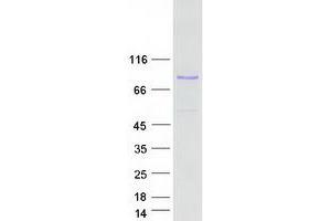 Validation with Western Blot (Myeloperoxidase Protein (MPO) (Myc-DYKDDDDK Tag))