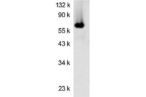 Western blot analysis using Luciferase antibody  Protein (Luciferase Antikörper)