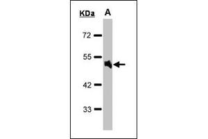Western blot: Sample (30 µg of whole cell lysate). (alpha 1 Adrenergic Receptor Antikörper  (AA 206-270))
