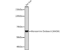 Western blot analysis of extracts of Rat liver, using Monoamine Oxidase A (MAOA) (MAOA) Rabbit mAb (ABIN1682632, ABIN3018542, ABIN3018543 and ABIN7101625) at 1:1000 dilution. (Monoamine Oxidase A Antikörper)