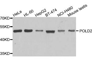 Western blot analysis of extracts of various cell lines, using POLD2 antibody (ABIN5974729) at 1/1000 dilution. (POLD2 Antikörper)