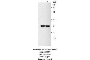 Image no. 1 for anti-NAD(P)H Dehydrogenase, Quinone 1 (NQO1) antibody (ABIN363232) (NQO1 Antikörper)