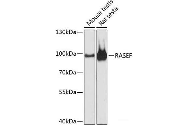 RASEF Antikörper