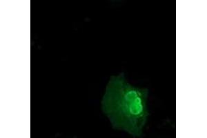 Anti-NSMCE2 mouse monoclonal antibody (ABIN2453383) immunofluorescent staining of COS7 cells transiently transfected by pCMV6-ENTRY NSMCE2 (RC207639). (NSMCE2 Antikörper)