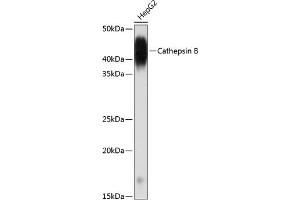 Western blot analysis of extracts of HepG2 cells, using Cathepsin B antibody (ABIN7266148) at 1:1000 dilution. (Cathepsin B Antikörper)