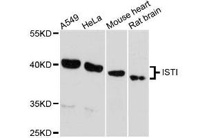 Western blot analysis of extracts of various cell lines, using IST1 antibody. (IST1 Antikörper  (AA 1-335))