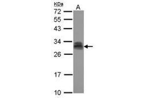 Image no. 2 for anti-Pituitary Tumor-Transforming 2 (PTTG2) (AA 2-174) antibody (ABIN1500512) (PTTG2 Antikörper  (AA 2-174))