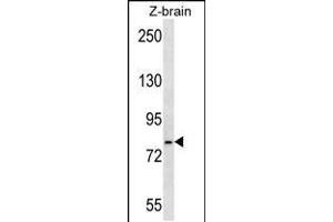 Western blot analysis in zebra fish brain tissue lysates (35ug/lane). (GRP78 Antikörper  (AA 261-289))