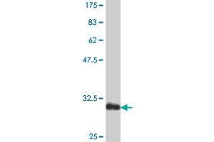 Western Blot detection against Immunogen (31. (Osteocalcin Antikörper  (AA 52-100))