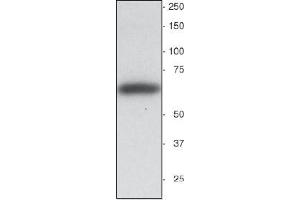 Western blot showing a single Synaptotagmin bond running at about 65 kDa (SYT1 Antikörper)