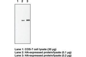 Image no. 1 for anti-HA-Tag antibody (ABIN294522) (HA-Tag Antikörper)