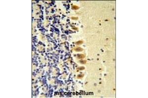 STK40 Antibody ( C-term ) (ABIN652973 and ABIN2842617) IHC analysis in formalin fixed and paraffin embedded mouse brain tissue followed by peroxidase conjugation of the secondary antibody and DAB staining. (STK40 Antikörper  (C-Term))