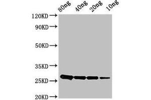 Western Blot Positive WB detected in Recombinant protein All lanes: ptsH antibody at 2. (PtsH (AA 2-88) Antikörper)