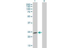 Western Blot analysis of GDNF expression in transfected 293T cell line by GDNF MaxPab polyclonal antibody. (GDNF Antikörper  (AA 1-211))