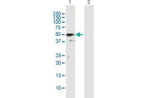 Western Blot analysis of SH3GLB2 expression in transfected 293T cell line by SH3GLB2 MaxPab polyclonal antibody. (SH3GLB2 Antikörper  (AA 1-395))