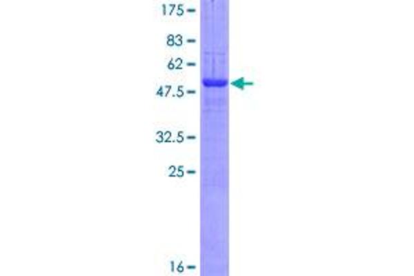 CADPS Protein (AA 1-222) (GST tag)