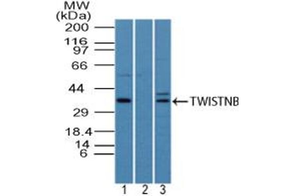 TWIST Neighbor Antikörper  (AA 50-100)