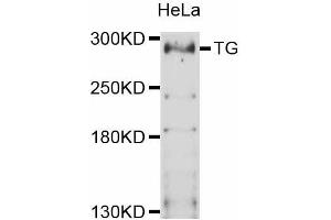 Western blot analysis of extracts of HeLa cells, using TG antibody (ABIN5999034) at 1:3000 dilution. (Thyroglobulin Antikörper)