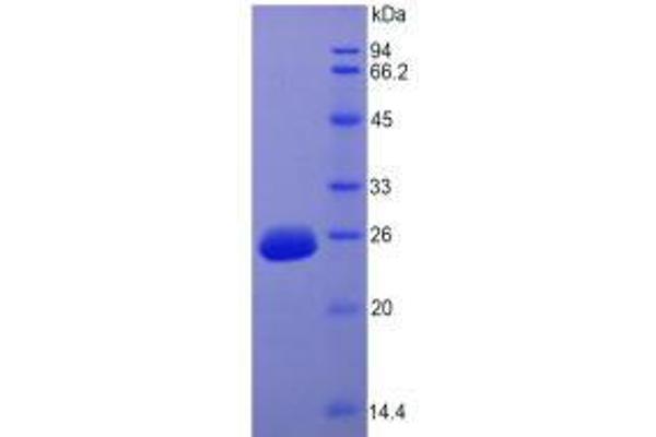 FGF15 Protein