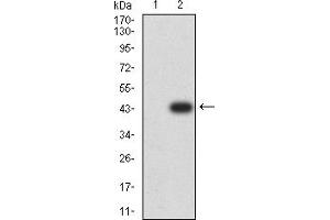 Western blot analysis using RUNX3 mAb against HEK293 (1) and RUNX3 (AA: 294-429)-hIgGFc transfected HEK293 (2) cell lysate. (RUNX3 Antikörper  (AA 294-429))