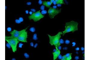 Anti-CCM2 mouse monoclonal antibody (ABIN2454942) immunofluorescent staining of COS7 cells transiently transfected by pCMV6-ENTRY CCM2 (RC201418). (CCM2 Antikörper)