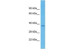 Western Blotting (WB) image for anti-Olfactory Receptor, Family 4, Subfamily M, Member 1 (OR4M1) (C-Term) antibody (ABIN2447821) (OR4M1 Antikörper  (C-Term))