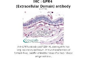 Image no. 1 for anti-G Protein-Coupled Receptor 4 (GPR4) (2nd Extracellular Domain) antibody (ABIN1735084) (GPR4 Antikörper  (2nd Extracellular Domain))