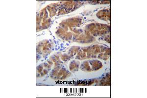 MORN1 Antibody immunohistochemistry analysis in formalin fixed and paraffin embedded human stomach tissue followed by peroxidase conjugation of the secondary antibody and DAB staining. (MORN1 Antikörper  (N-Term))