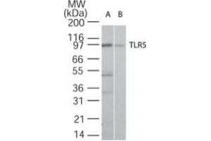 Image no. 1 for anti-Toll-Like Receptor 5 (TLR5) antibody (ABIN208236) (TLR5 Antikörper)