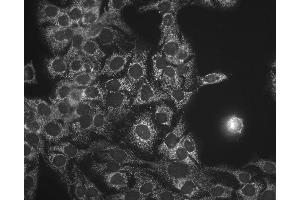 Immunocytochemistry/Immunofluorescence analysis using Mouse Anti-Hsp60 Monoclonal Antibody, Clone LK-1 . (HSPD1 Antikörper  (APC))