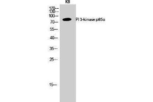 Western Blotting (WB) image for anti-Phosphoinositide 3 Kinase, p85 alpha (PI3K p85a) (Internal Region) antibody (ABIN3176878) (PIK3R1 Antikörper  (Internal Region))