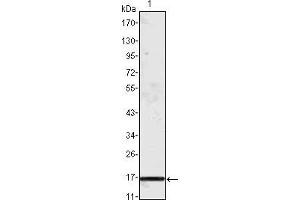 Western blot analysis using MCP1 mouse mAb against truncated MCP-1 recombinant protein. (CCL2 Antikörper)