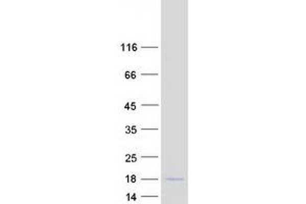 RASL10A Protein (Transcript Variant 2) (Myc-DYKDDDDK Tag)