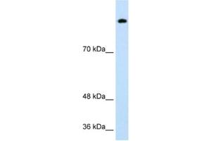 Western Blotting (WB) image for anti-Sterol Regulatory Element Binding Transcription Factor 1 (SREBF1) antibody (ABIN2463722) (SREBF1 Antikörper)