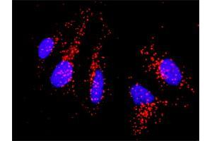 Proximity Ligation Analysis of protein-protein interactions between CD86 and CD80. (CD86 Antikörper  (AA 1-329))