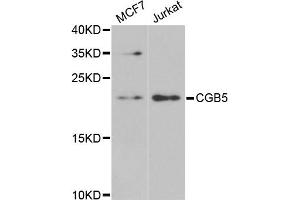 Western blot analysis of extracts of various cell lines, using CGB5 antibody (ABIN5973880) at 1/1000 dilution. (CGB5 Antikörper)