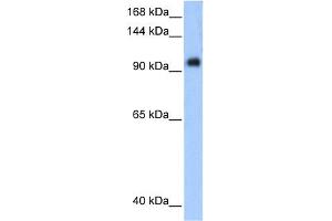 WB Suggested Anti-PPP1R13L Antibody Titration:  0. (PPP1R13L Antikörper  (Middle Region))