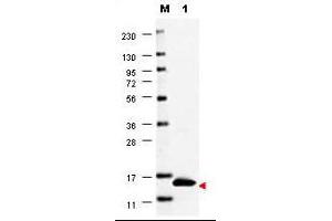 Image no. 1 for anti-Colony Stimulating Factor 2 (Granulocyte-Macrophage) (CSF2) antibody (ABIN1100979) (GM-CSF Antikörper)