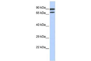 Western Blotting (WB) image for anti-Zinc Finger Protein 583 (ZNF583) antibody (ABIN2458219) (ZNF583 Antikörper)