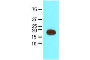 Recombinant Streptavidin protein (17kDa) were resolved by SDS-PAGE, transferred to nitrocellulose membrane and probed with anti-Streptavidin (1:2000). (Streptavidin Antikörper  (AA 25-183))