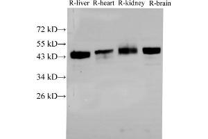 Western Blot analysis of Rat liver, Rat heart,Rat kidney and Rat brain using BSG Polyclonal Antibody at dilution of 1:2000 (CD147 Antikörper)